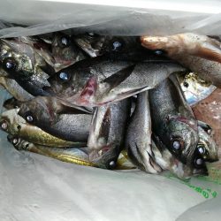 今日もアジを求めて