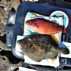 フカセ‥フグ釣れ過ぎ・・