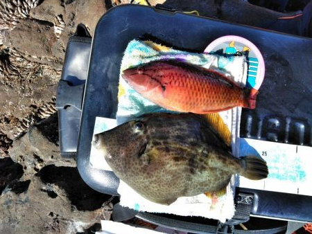 フカセ‥フグ釣れ過ぎ・・