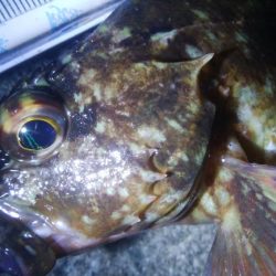 釣りデビュー 87日目