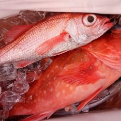 康仁丸・ジギング釣り果