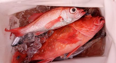 康仁丸・ジギング釣り果