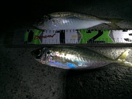 尺アジ2匹、ヒイラギ2匹