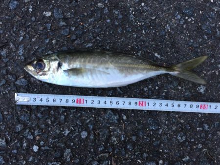 文里港でウォーキング　尺アジ1匹