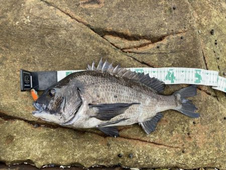 あとイカが釣れていればRIDEONパレードだった。