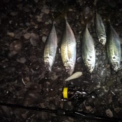 (尺アジ)フロートゲーム