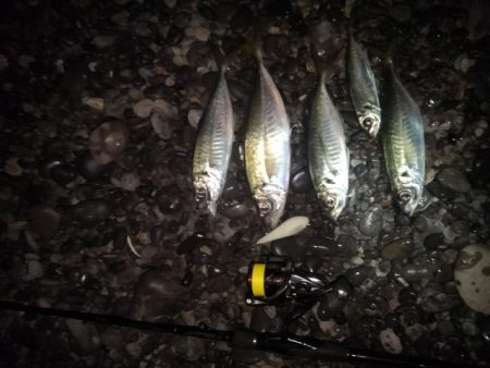 (尺アジ)フロートゲーム