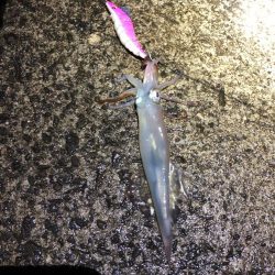 2021 佐渡ヶ島ヤリイカエギング