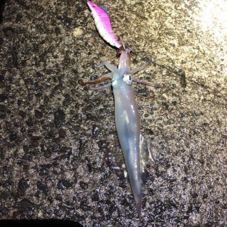 2021 佐渡ヶ島ヤリイカエギング