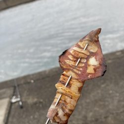 エギング！爆風でしたが、楽しかった