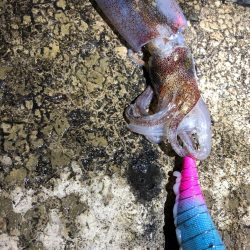 2021 佐渡ヶ島ヤリイカエギング