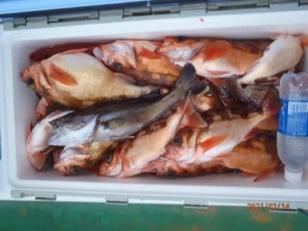 第二むつ漁丸 釣果