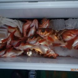 第二むつ漁丸 釣果