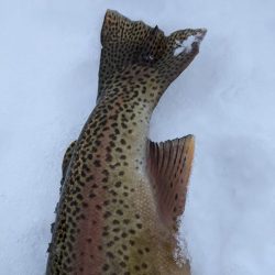 会津大川（会津非出資漁業協同組合） 釣果