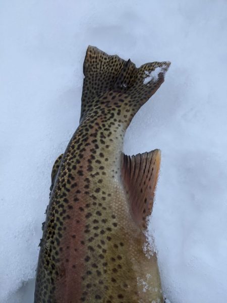 会津大川（会津非出資漁業協同組合） 釣果