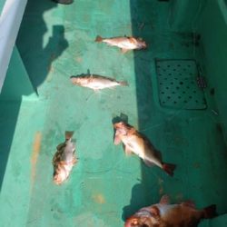 第二むつ漁丸 釣果