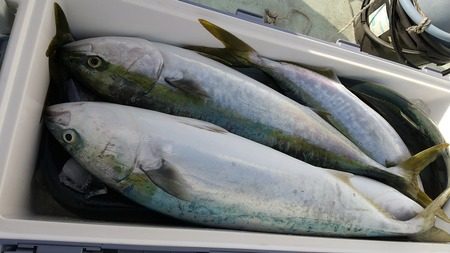 こうゆう丸 釣果