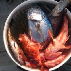 弘福丸 釣果