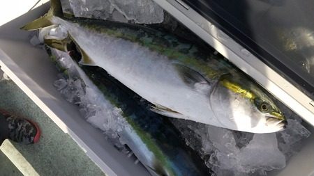 こうゆう丸 釣果