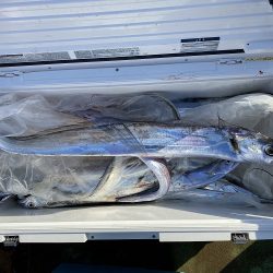 sea boss　シーボス 釣果