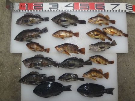 のとじま臨海公園海づりセンター 釣果