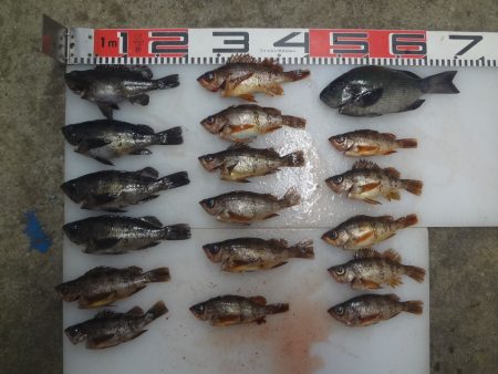 のとじま臨海公園海づりセンター 釣果