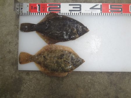 のとじま臨海公園海づりセンター 釣果