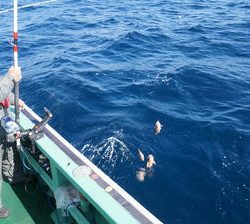恵陽丸 釣果
