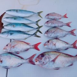 フィッシングボートACE(エース) 釣果