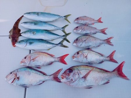 フィッシングボートACE（エース） 釣果