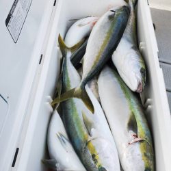 武士(SAMURAI) 釣果