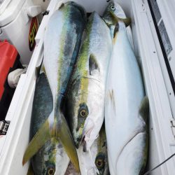 武士(SAMURAI) 釣果