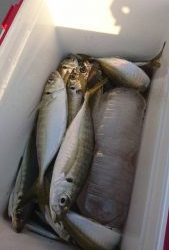 KONAYAーMARU(こなや丸) 釣果