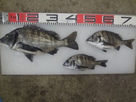 のとじま臨海公園海づりセンター 釣果