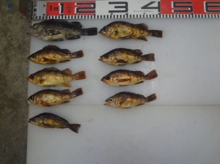 のとじま臨海公園海づりセンター 釣果