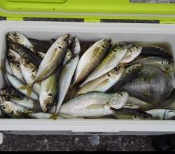 KONAYAーMARU(こなや丸) 釣果