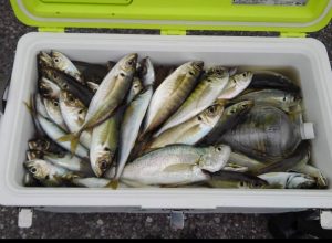 ＫＯＮＡＹＡｰＭＡＲＵ（こなや丸） 釣果