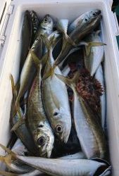 ＫＯＮＡＹＡｰＭＡＲＵ（こなや丸） 釣果