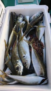 ＫＯＮＡＹＡｰＭＡＲＵ（こなや丸） 釣果