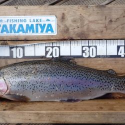 フィッシングレイクたかみや 釣果