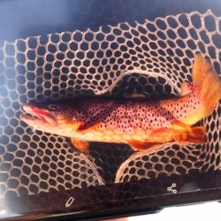 フィッシングレイクたかみや 釣果