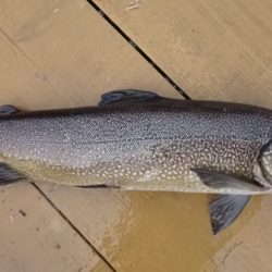 フィッシングレイクたかみや 釣果