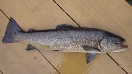 フィッシングレイクたかみや 釣果