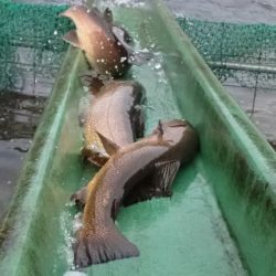 フィッシングレイクたかみや 釣果