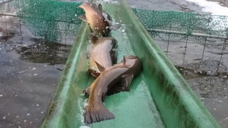 フィッシングレイクたかみや 釣果