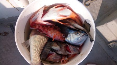 弘福丸 釣果