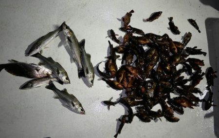 TOPGUN名古屋 釣果