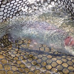 フィッシングレイクたかみや 釣果