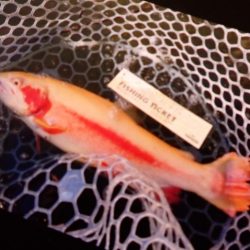 フィッシングレイクたかみや 釣果