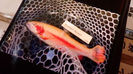 フィッシングレイクたかみや 釣果